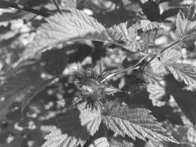 Canada - Pacific Spirit Regional Park - Indigenous Learning in Western Canada - 5
