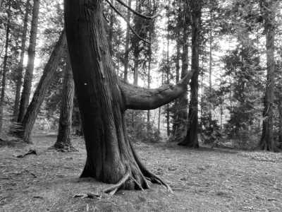 Canada - Pacific Spirit Regional Park - Indigenous Learning in Western Canada - 1