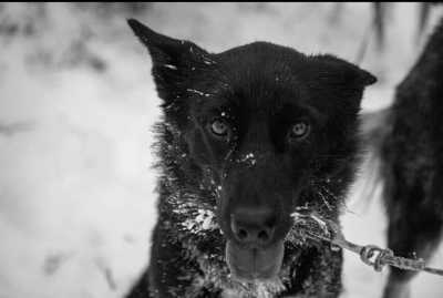 Sweden - Jokkmokk - Dog Sledding, Northern Lights, Snowmobile Experience In Swedish Lapland - All Inclusive - 2