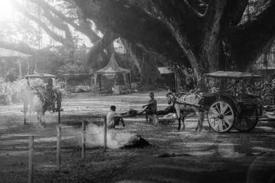 Indonesien - Banyuwangi - Indonesian Odyssey: Island-Hopping from Yogyakarta to Lombok - Embark on a Journey Through Nature's Wonders - 3