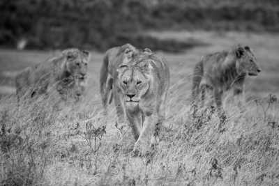Tanzania - 6 Days Tanzania Safari to Tarangire, Serengeti and Ngorongoro Crater - JoinMyTrip