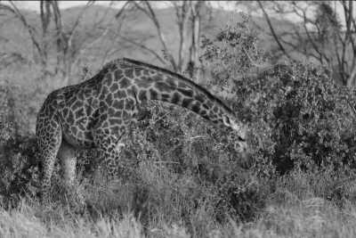 Kenia - SGR Terminus Nairobi - Enjoy a Short Safari on the footprints of Finch Hattons in Tsavo West National Park Kenya - 6