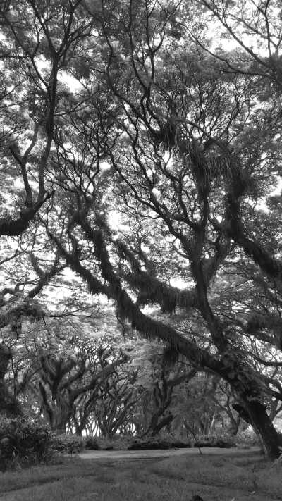 Indonesien - Banyuwangi - Indonesian Odyssey: Island-Hopping from Yogyakarta to Lombok - Embark on a Journey Through Nature's Wonders - 1