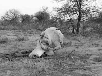 Sub-Saharan Africa - Maun - All-Inclusive - The Best of Africa 10 days Safari