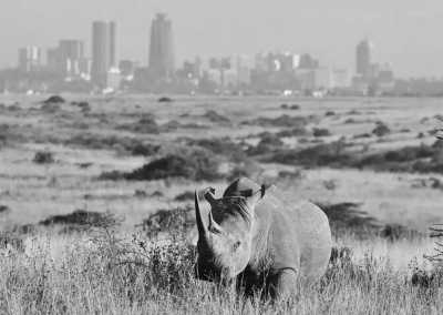 Kenya - Nairobi National Park - Epic Budget Safari: Amboseli, Hell’s Gate, Lake Naivasha, Nairobi National Park