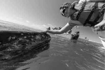 Mexico - Magdalena Bay - Baja California Mexico: 8 Day Whale & Whale Shark Safari + Glamping - 1