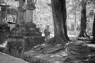 Japan - Nara Park - 🇯🇵Japan Trip To The Future :Food, Culture, Snow & Wildlife - 2