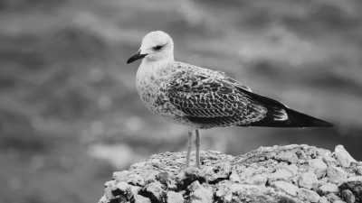 Rumänien - Constanța - Long Weekend in Romania with a Local - Relax on the Black Sea Coast and visit Bucharest - 2