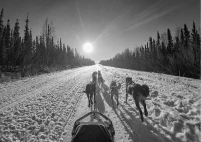 Sweden - Jokkmokk - Experience an Unforgettable Arctic Adventure: Sled Dog Rides, Snowmobiling, and More in Sweden