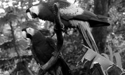 Costa Rica - Punta Leona - Majestic Adventures in Costa Rica: Beaches, Volcanoes, Hot Springs, Cloud Forest, and Pura Vida Lifestyle! - 14