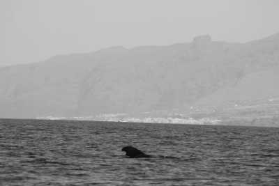 Spain - Costa Adeje - Eco - Whale Watching, Explore, Hike & Beach: Escape European winter and enjoy the nature of Tenerife through outdoor activities 🌴 🤿 - 1