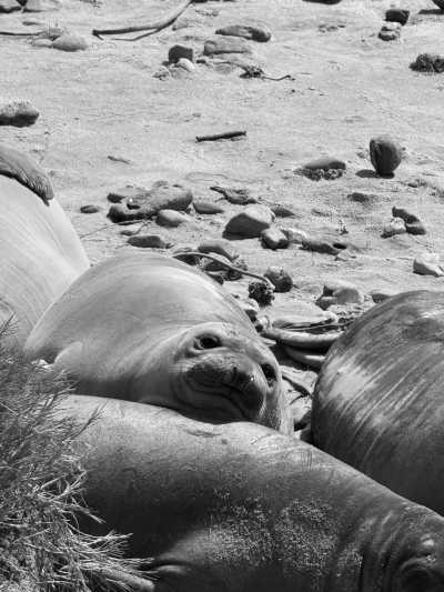 Vereinigte Staaten - Santa Cruz - The Ultimate Northern California Coast  and San Francisco Trip - 1