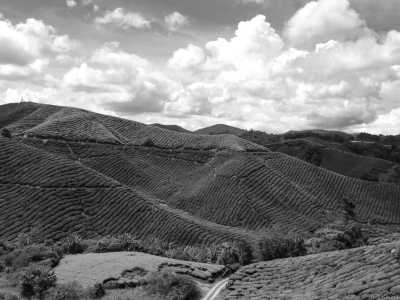 Malaysia - Cameron Highlands - 🇲🇾 Entdecke Malaysia - Kultur, Natur & Megacity - Kurzreise durch Penang, Cameron Highlands, Ipoh & Kuala Lumpur -> 🎨🌿🕌🏝️🍜 - 2
