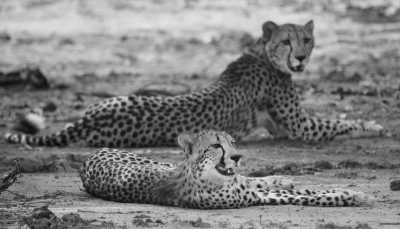 Malawi - Liwonde National Park - Discover the amazing Malawi Road Trip - 2