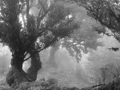 Portugal - Porto Moniz - Madeira Island Adventure Extravaganza: 7 Days of Thrills & Chills! (Dates flexible!) - 3