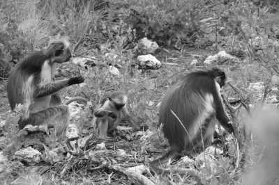 Tanzania - Jozani-Chwaka Bay National Park - Zanzibar Beach Safari: Sun, Sand & Snorkeling - 4