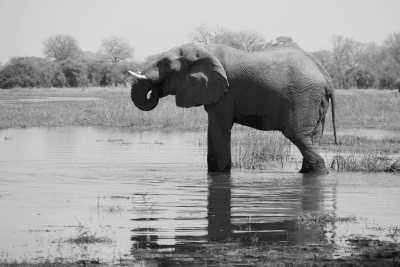 Sub-Saharan Africa - Okavango Delta - Victoria Falls & Botswana Parks - 1