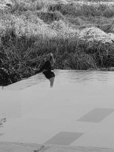 Sri Lanka - Explore the Hidden Gems of Sri Lanka: 11 Nights of Adventure on a Budget - JoinMyTrip