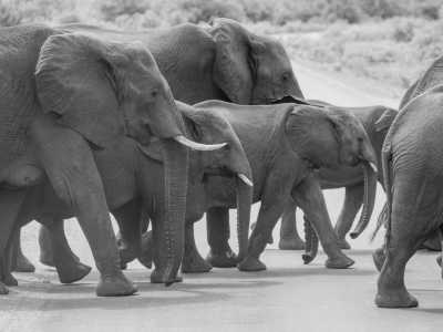 Südliches Afrika - Kruger National Park - Mystery South Africa Adventure and Culture Camping Trip - 3