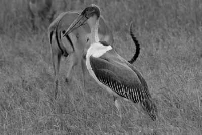 Tanzania - Lake Manyara National Park - Culture &Wildlife experience in Tanzania. - 5