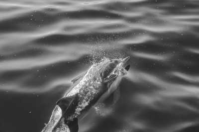 Portugal - Levada do Alecrim - Madeira 360° 🇵🇹 Roadtrip in the European’s Hawaii staying in an ocean villa and swim with the dolphins in Portugal 🐬 - 4