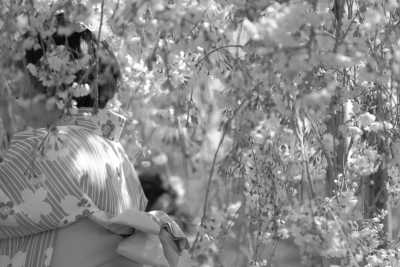 Japan - Kyoto - 🇯🇵 Tokyo, Nagoya, Kyoto: Hitachi Seaside Park, Tokyo Hidden Gems, Enchanted Mt Fuji, River Rafting and More! - 4