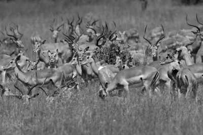 Tanzania - Lake Manyara National Park - Culture &Wildlife experience in Tanzania. - 4