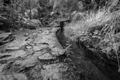 Portugal - Fanal Forest, Madeira - Madeira Let's Go! ✨ Hiking ⛰️ Yoga 🧘 Veggie Food 🥑 Beach 🏖️ and Sunrises/Sunsets 🌅 all in the beautiful Island of Madeira, Portugal - 2