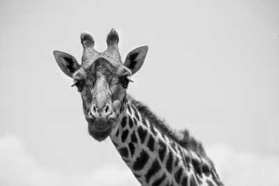 Tanzania - 6 Day Tanzania Safari & Great Migration Calving Season - JoinMyTrip