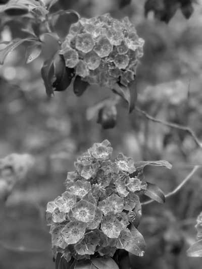United States - Graveyard Fields Loop Trail - USA Road Trip - Spring Rhododendrons in Blue Ridge parkway and Great Smoky Mountains, tunnels and waterfalls! - 1