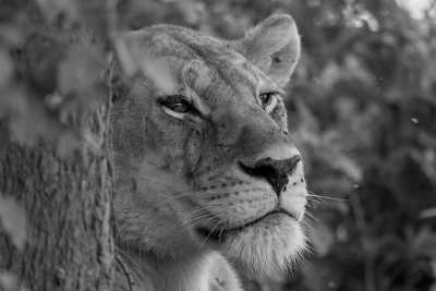 Tanzania - 6 Days Tanzania Safari to Tarangire, Serengeti and Ngorongoro Crater - JoinMyTrip