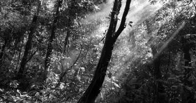 Costa Rica - La Gamba centro - Co-working und Volunteering im Regenwald Costa Ricas - 2