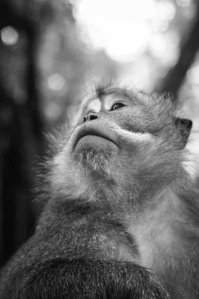 Indonesia - Ubud - Explore Bali's Gems: Ubud, Canggu and Uluwatu 11-Day Adventure - 1