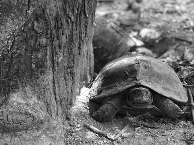 Cambodia - Kirirom National Park - Natural Cambodia - 🐾 a trip that no one has ever taken ⚡ (Angkor temples, capital, jungles and relax at the Island are included!) - 1