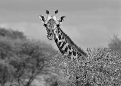 Tanzania - Tarangire-Nationalpark - An Incredible 12 Days trip in Tanzania Safari and Mount Kilimanjaro