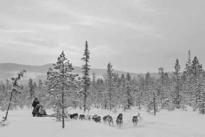 Schweden - Dog sledding adventure in Dalarna - Sled Dog Tour and Northern Lights in Sweden!