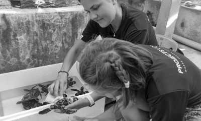 Thailand - Khao Lampi–Hat Thai Mueang National Park - Turtles and Marine Conservation Volunteering Trip with the National Park in Thailand. - 2