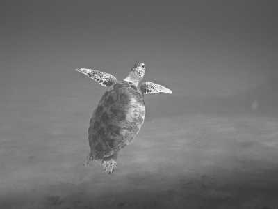 Australia - Whitehaven Beach - 🇦🇺Great Barrier Reef + Rainforest + Wildlife + Friends: Explore the Whitsundays - 1