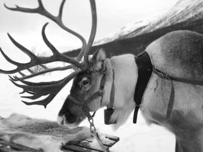 Finland - Santa Claus Village - Winter Adventure in Finland❄️ Northern Light, Snowmobile, Reindeer, Ice Floating, Icebreaker, and Santa Claus Village☃️ - 2