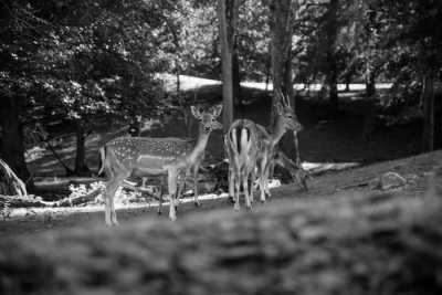 Dänemark - Marselisborg Deer Park - Easter in Denmark: Discover Aarhus, a city of icebergs, rainbows and New Nordic cuisine - 2