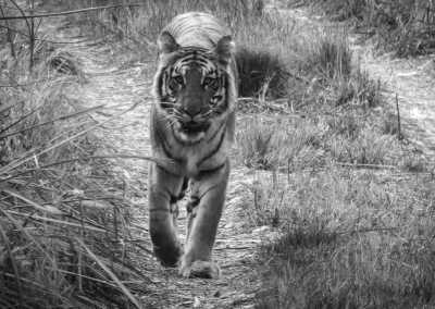 Nepal - Chitwan-Nationalpark - Into the Wild Heart of Nepal - 1