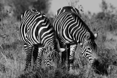 Kenia - Maasai Mara National Reserve - Kenyan Wonders Safari: All inclusive Maasai Mara, Lake Nakuru, Amboseli and Nairobi Adventure - 5