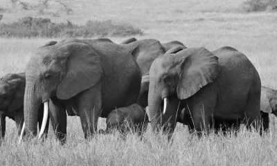 Uganda - Queen Elizabeth national Park Uganda - Gorilla And Wildlife Safari Trip In Uganda - 2