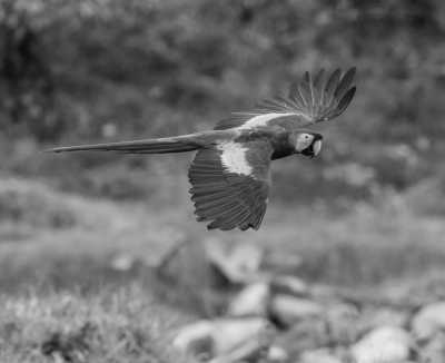 Peru - Puerto Maldonado - Unveiling the Wonders of Machu Picchu and Amazon Rainforest, welcome to Peru! - 2