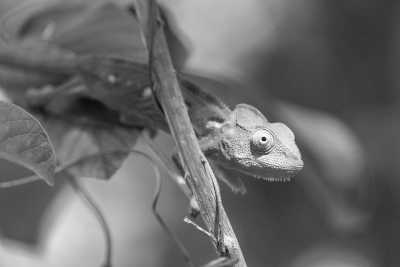 Madagaskar - Kirindy - Madagaskar Roadtrip - Auf Entdeckungstour durch die wilde Schönheit der Insel