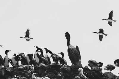 Peru - Paracas - Unveiling the Wonders of Machu Picchu and Amazon Rainforest, welcome to Peru! - 2