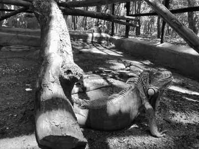 Cambodia - Kirirom National Park - Natural Cambodia - 🐾 a trip that no one has ever taken ⚡ (Angkor temples, capital, jungles and relax at the Island are included!) - 3