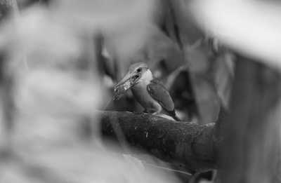 Südostasien - Pulau Ubin - 10 days pure Singapore and Malaysia tour🧋🥠! Stay in 5* Marina Bay Sands - Dragon Boat Festival - Island Hopping 🐉🌇. Visit UNESCO World Heritage Site and more - 5