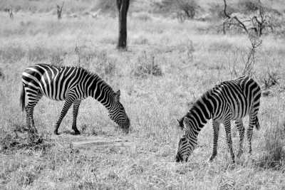 Tanzania - Serengeti National Park - 6 Days Tanzania Safari to Tarangire, Serengeti and Ngorongoro Crater