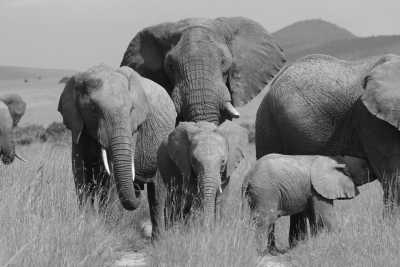 Kenia - Maasai Mara National Reserve - Kenyan Wonders Safari: All inclusive Maasai Mara, Lake Nakuru, Amboseli and Nairobi Adventure - 2